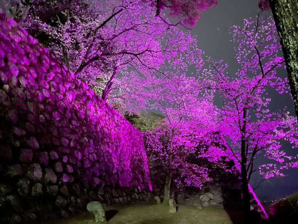 A lit up castle wall and cherry blossom tree with mysterious finger shaped sculptures littering the ground below.