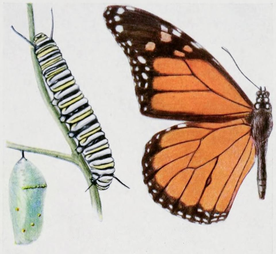 an early insect illustration of the monarch butterfly, caterpillar, and chrysalis - color corrected by Archival Magic