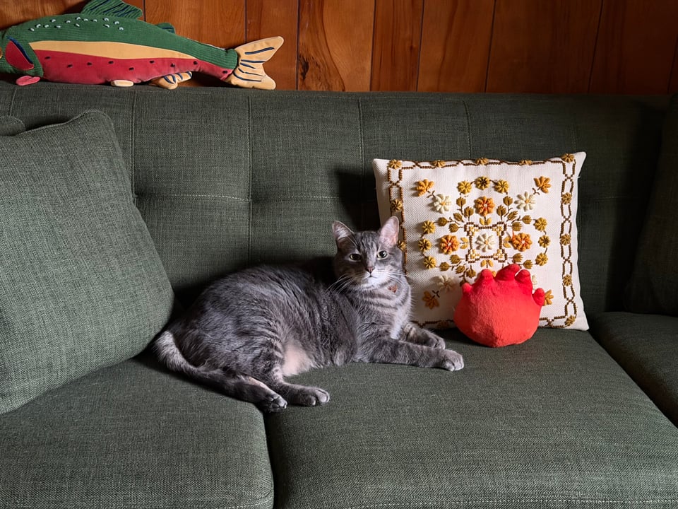 Picture of a pudgy, kitten-faced adult gray tabby cat, lounging on a green couch, with a rainbow trout pillow on the edge of the couch to the left, and a vintage white square pillow with yellow and orange and green embroidery. There is also a Calcifer pillow with its back turned to the camera. Potato, the cat, looks distinguished, as if he has just finished writing a very important book about why I should always be feeding him.
