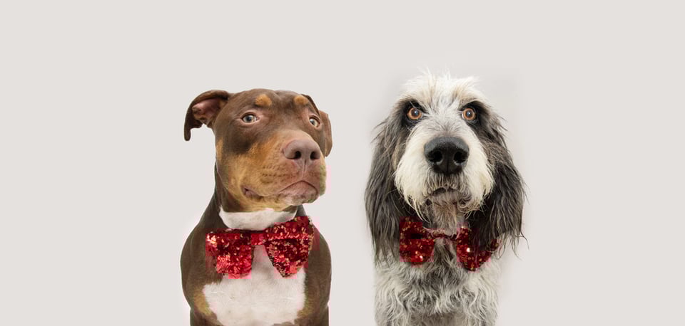 A droll looking pit bull sits next to an alarmed looking poodle, both wearing colorful bowties.