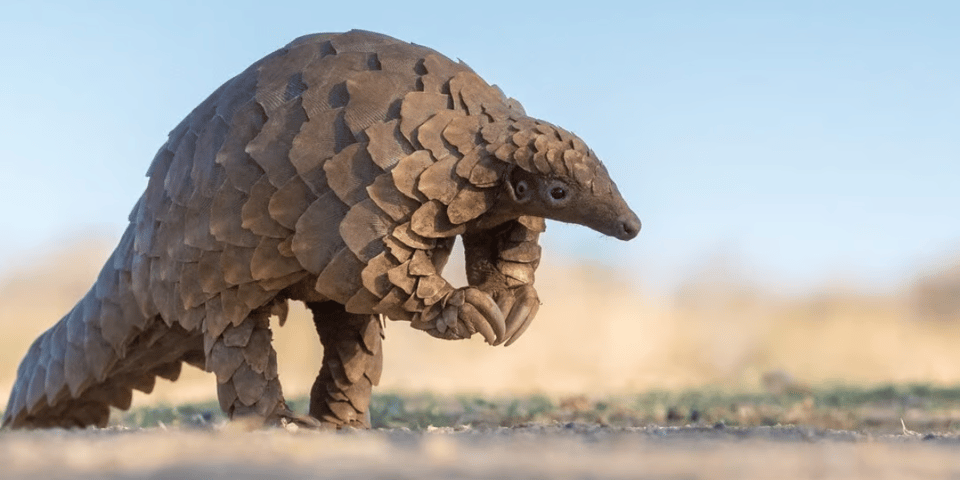 A pangolin (not Mr Pangolin specifically).