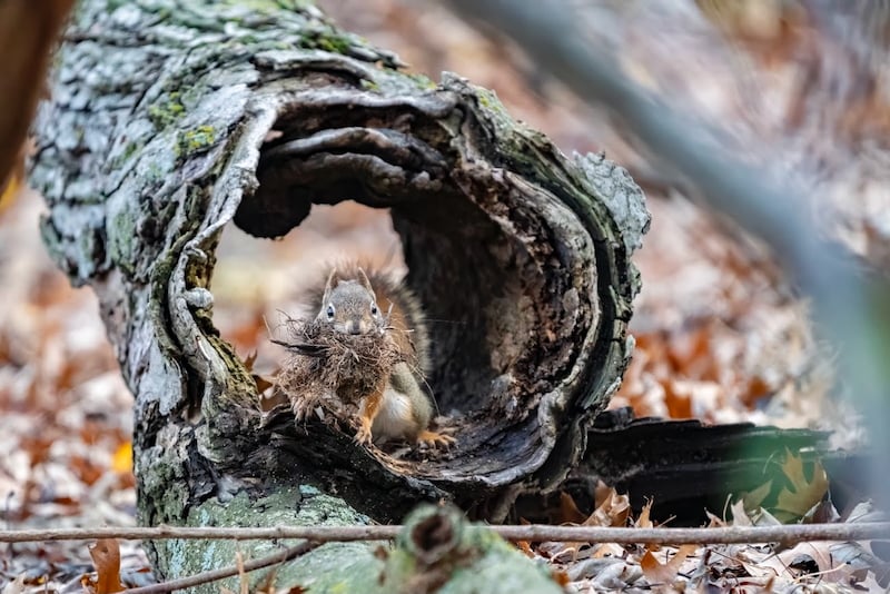 A squirrel fortifies its winter quarters. / Photo by Earl Bye
