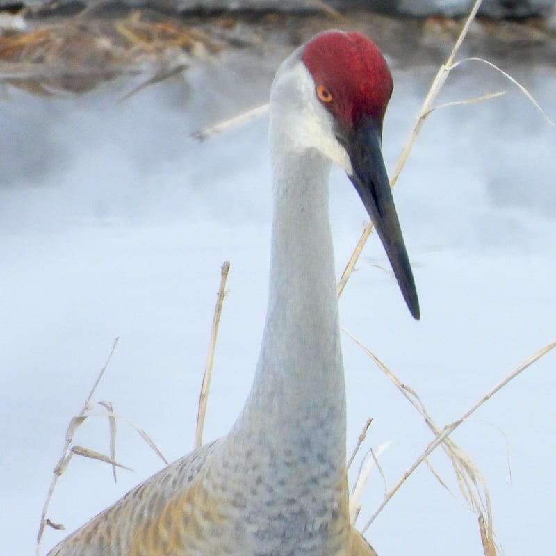 … And in recent years, Sandhills have been spotted on a nest in Frontenac State Park.