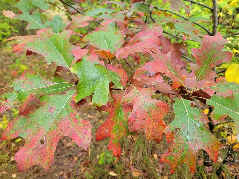 Is there any tree more priceless than an oak? We think not. Frontenac State Park has so many beautiful ones — bur oaks, northern red oaks, northern pin oaks, black oaks, white oaks. This is a red oak. iNaturalist has a nice collection of photos of oaks visitors have seen in the park. / Photo by Pamela Miller