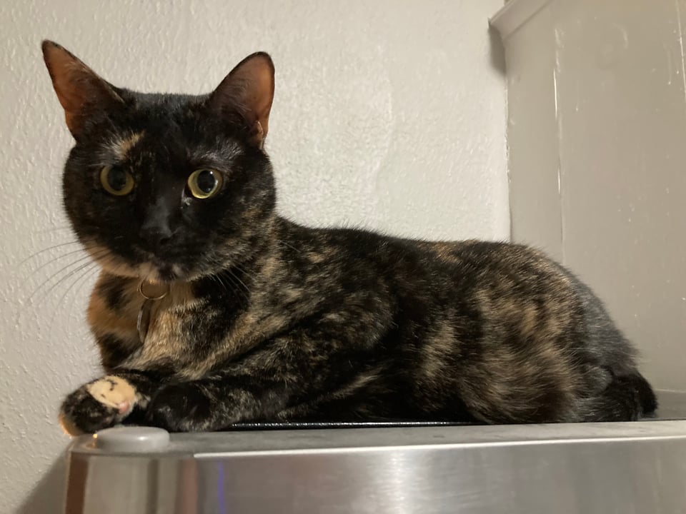 A brown and black tortoiseshell cat lounges in loaf pose on top of a fridge