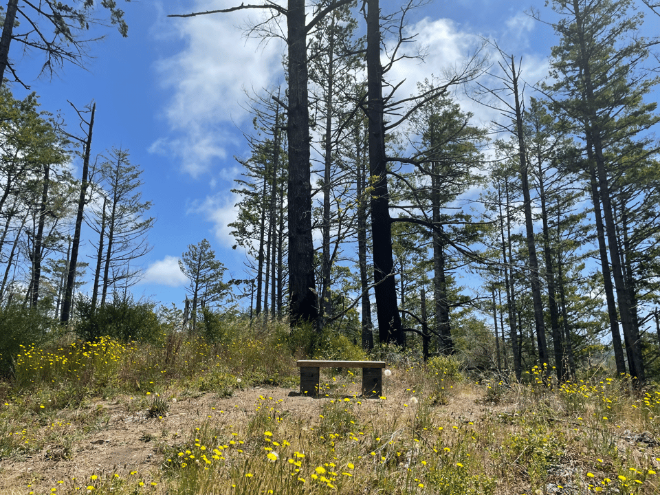 Douglas fir trees and clouds above a small wooden bench on a hillside with small yellow flowers