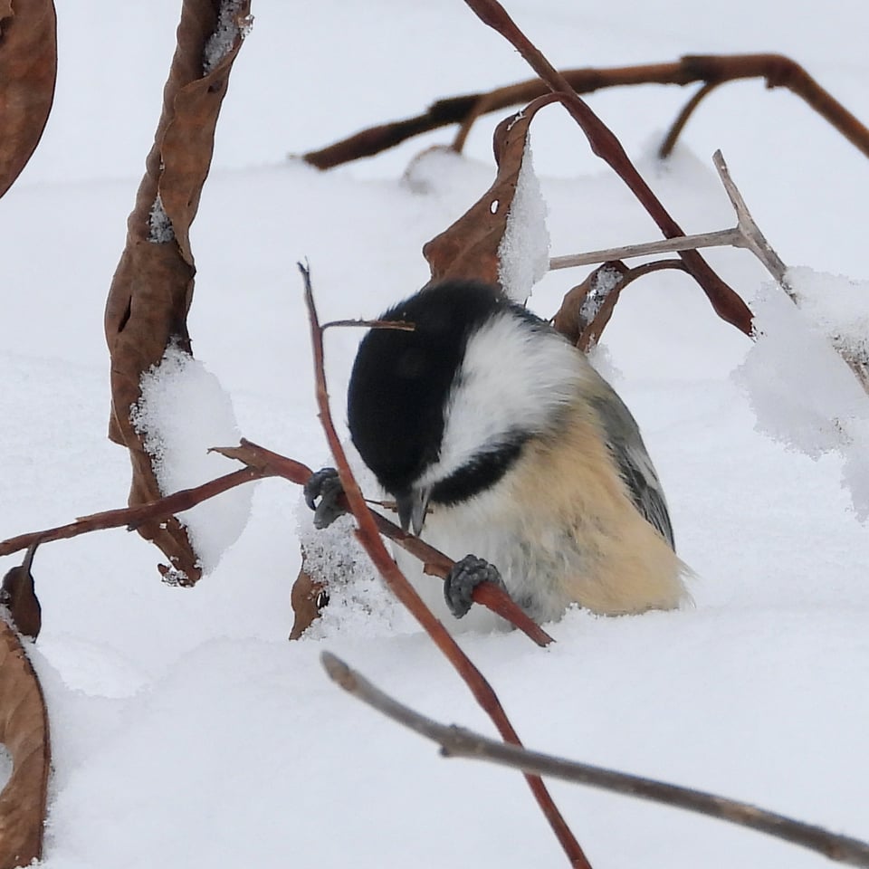 A sweet, busy little chickadee in winter (obviously this photo wasn’t taken THIS year). / Photo by Steve Dietz