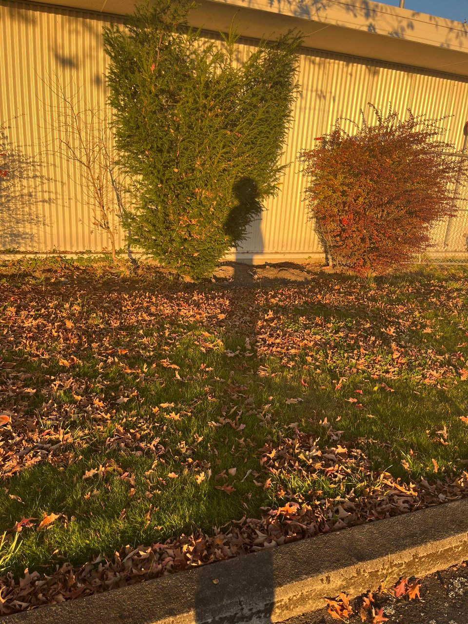 shadow of me cast on fence during sunset