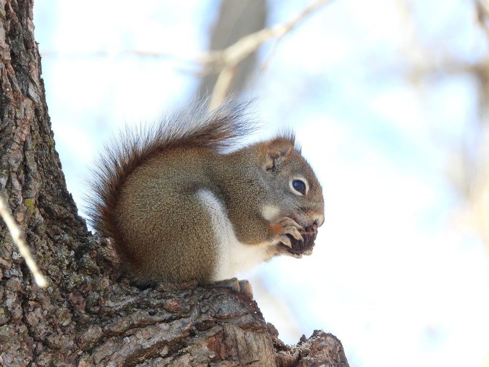 Busy, busy, busy. A squirrel prepares for deep winter. (Aren’t we all?) / Photo by Steve Dietz