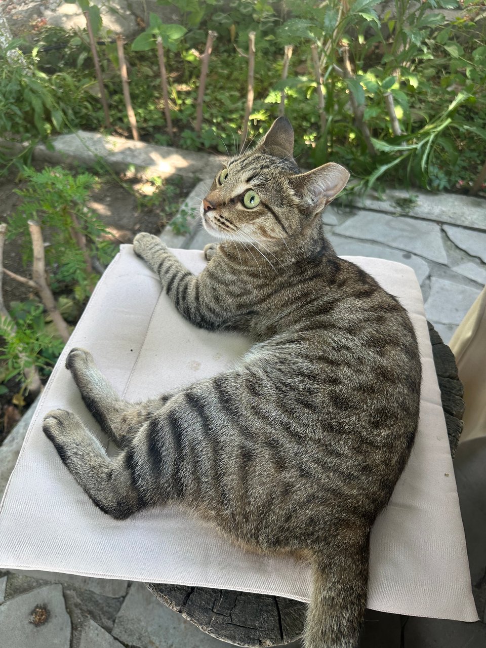 a tabby kitten sitting on a cushion