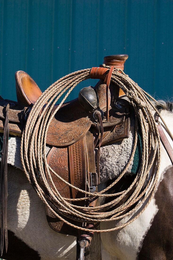 a lasso on a saddle, a saddle on a piebald horse