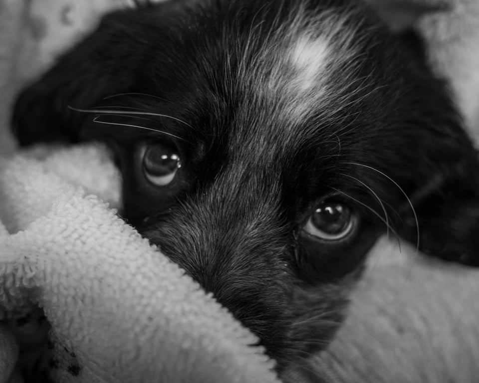 - Cody Schultz-2.jpg