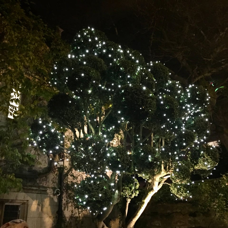 A cloud pruned evergreen tree is festooned with pale gold twinkling lights. Image by Rowan Ambrose.