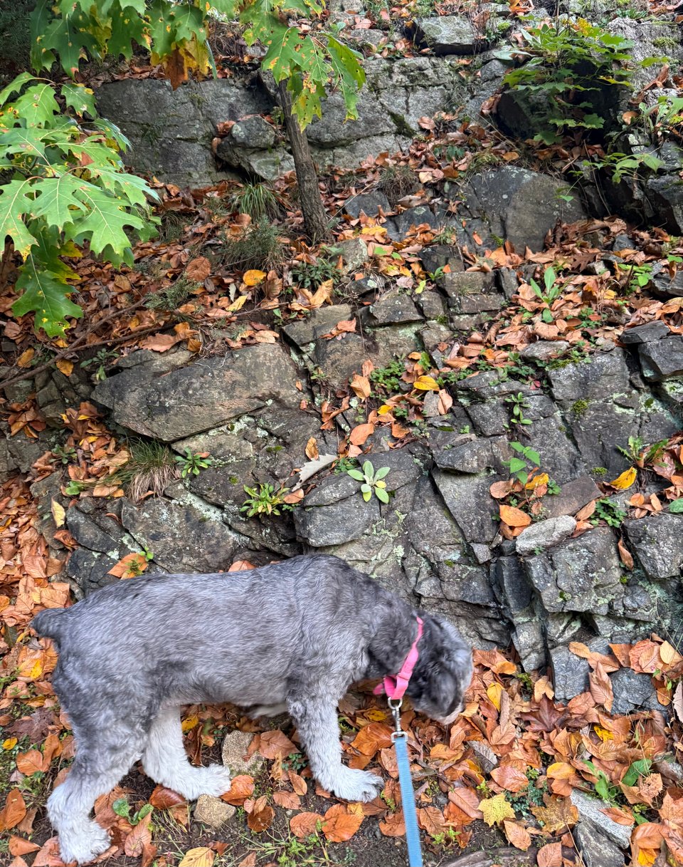 photo of gray aussiedoodle sniffing fallen leaves in front of a rock formation. She blends in with the gray rocks