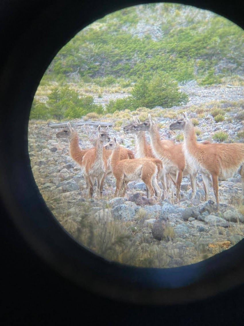 Guanaco