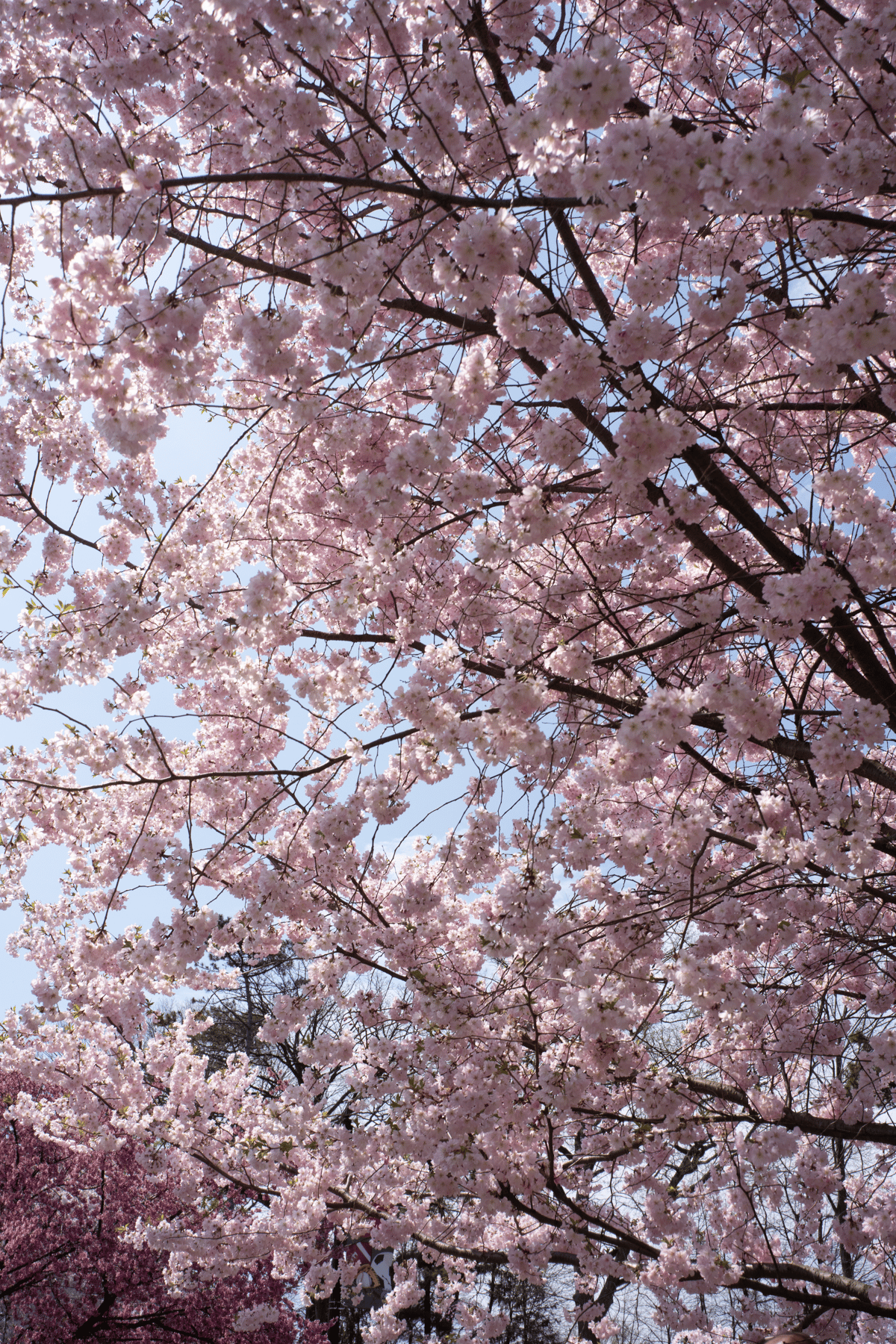 Branch Brook Park Cherry Blossom Festival 2026
