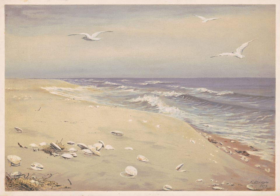 white seagulls flying over a sandy beach. Blue ocean waves are crashing against it.