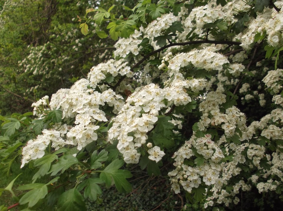 a lush branch of hawthorn blossom fully open against a background of wild rose bushes, budding elderflower and willow foliage.