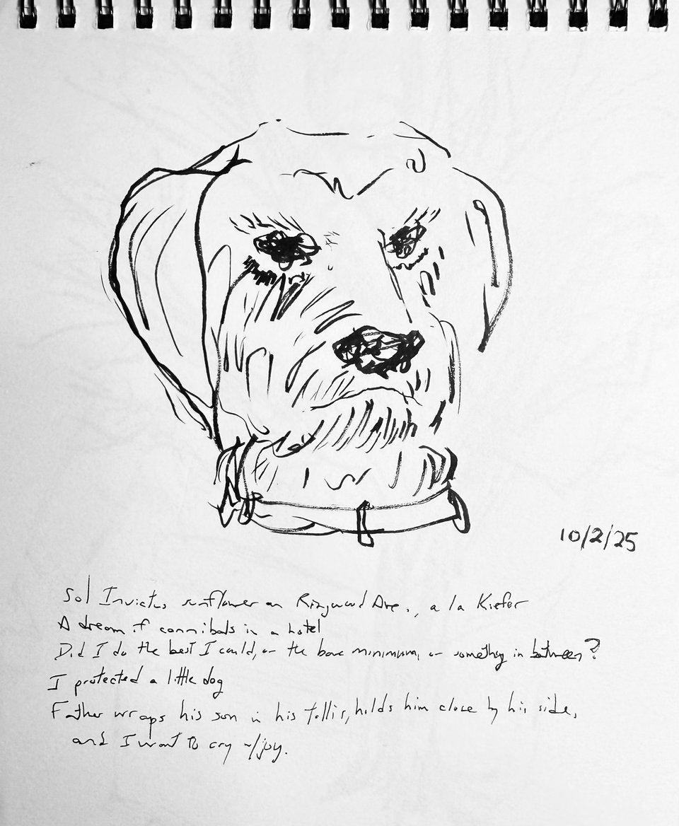 brush-pen sketch of an aussiedoodle's face, with scribbled notes underneath