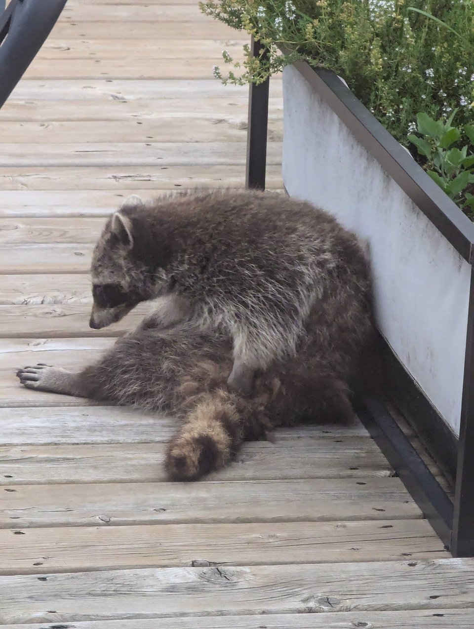 packets and balconies