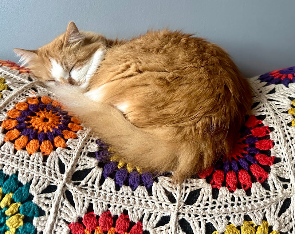 a fluffy orange and white kitten sleeping peacefully in the rut he's wearing into my couch