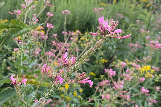 Pink flowers of Biennial Gaura in a wildflower meadow