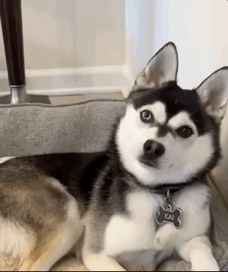 A small dog cocks his head as he listens to a voicemail about himself.