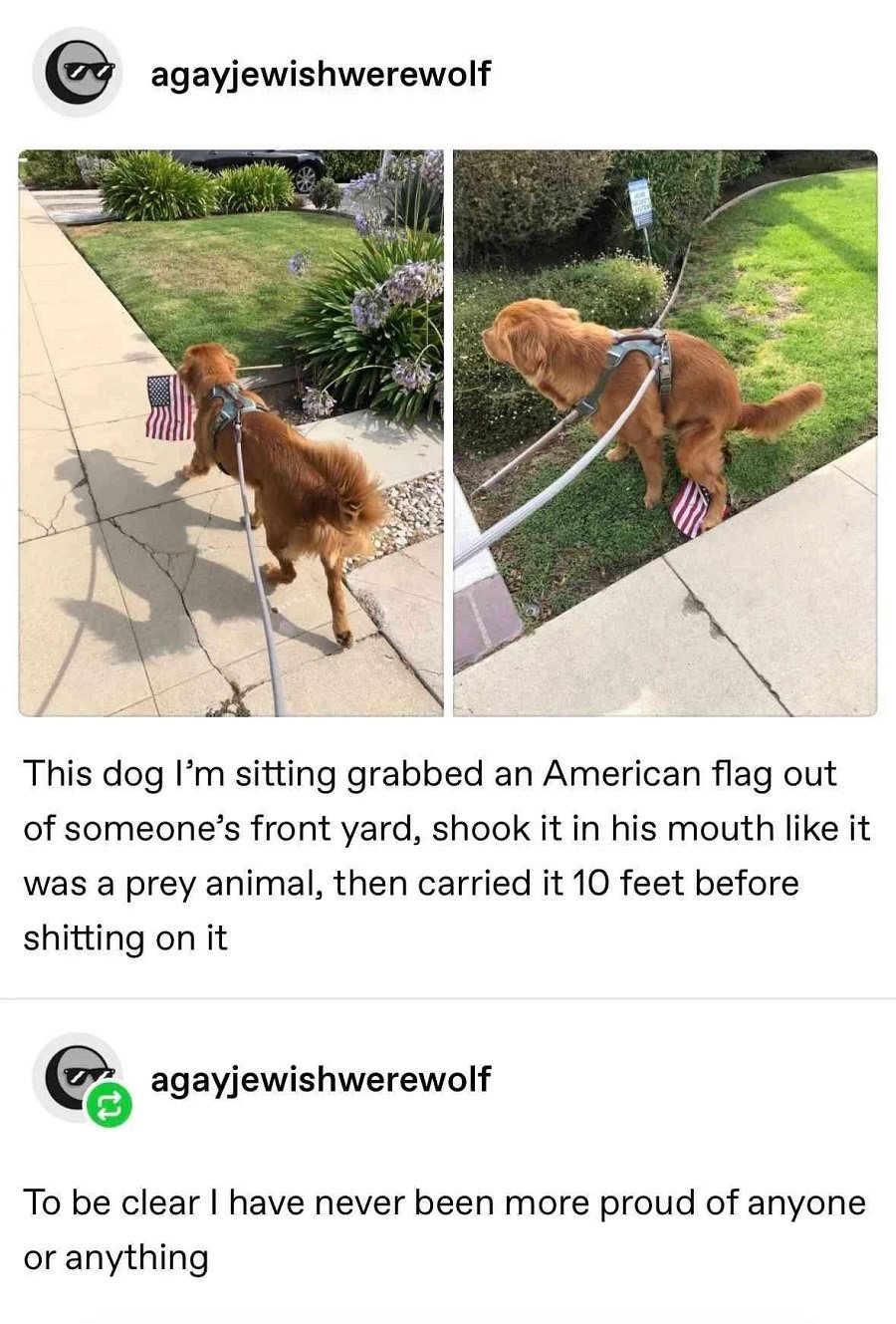 Two photos. First photo shows a golden retriever (?) carrying a small American flag in its mouth, the second photo shows the dog shitting on the American flag.

agayjewishwerewolf:

This dog I'm sitting grabbed an American flag out of someone's front yard, shook it in his mouth like it was a prey animal, then carried it 10 feet before shitting on it

To be clear I have never been more proud of anyone or anything
