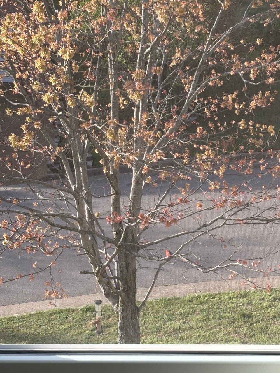Picture of a tree with buds on it and two birds sitting in the tree, one on a bird feeder and one on a branch.