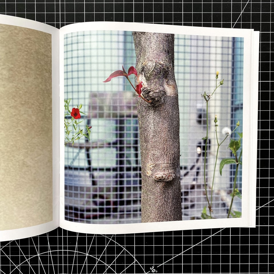 An interior spread from Vedettes on a black cutting mat. The right page shows a full-bleed photograph of a slender tree trunk in front of a wire mesh fence, with small red blossoms and a dandelion gone to seed at either side.