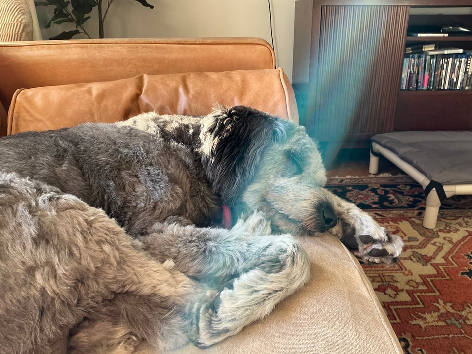 photo of fluffy gray aussiedoodle asleep on a light-brown leather sofa, with lens flare illuminating her face & foreleg