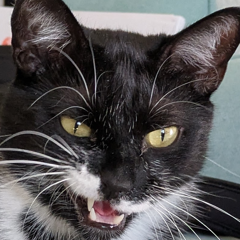 a short-haired tuxedo cat making a funny face - kind of an open-mouthed snarl