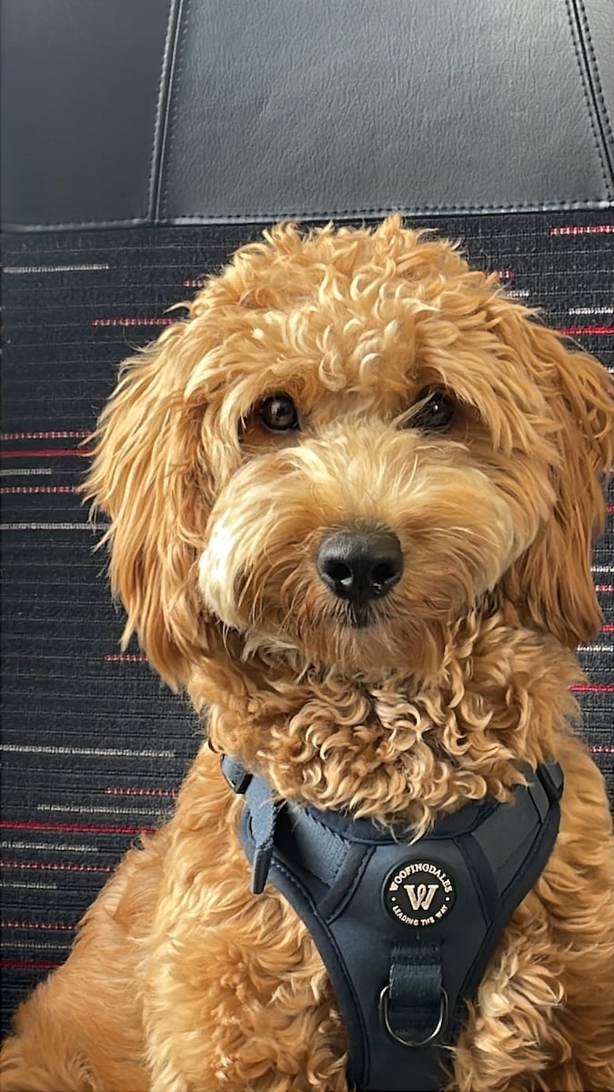 A cute dog in a harness.