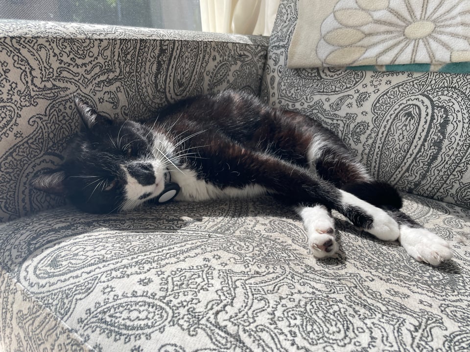 Tuxedo cat sleeping on a comfy white seat with black paisley design.