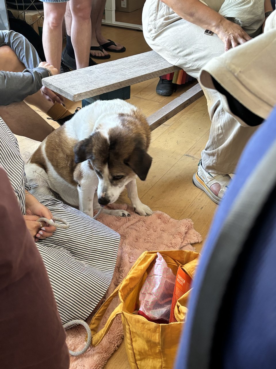 A cute dog sits amid a crowd of people