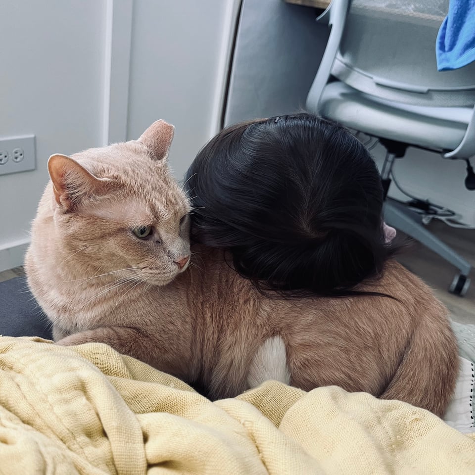 Toby caught Udon on the bed and used him as a pillow for a sec. He is tense.