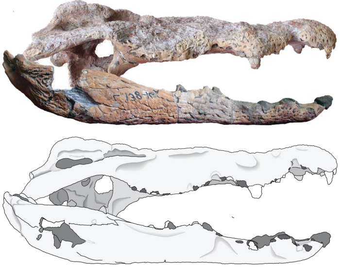 A diagram showing the skull of C. lucivenator and a line drawing of the same, facing right.