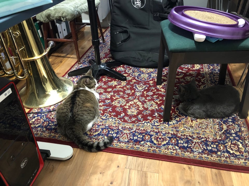 Callisto (a stripey brown white and orange cat) and Nebula (a smaller gray cat) lounging on a red patterned rug next to a tuba. They have found the coolest spot in the house.