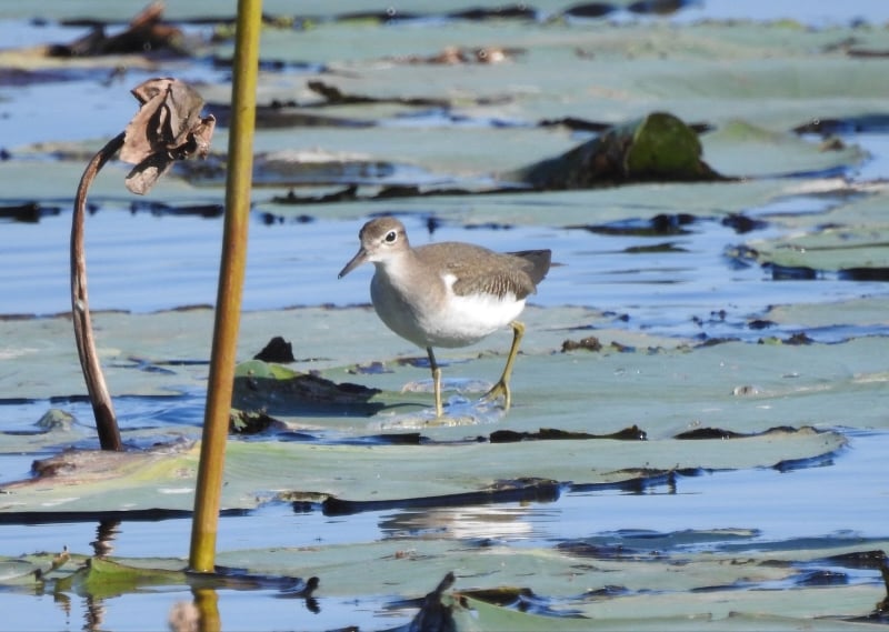 A Spotted Sandpiper. Note that in non-breeding plumage, it has no spots. Many of the returning migrants will look different than they did in the spring. They’re quieter too, with no territory to defend nor the urge to woo their mates with song. / Photo by Janet Malotky