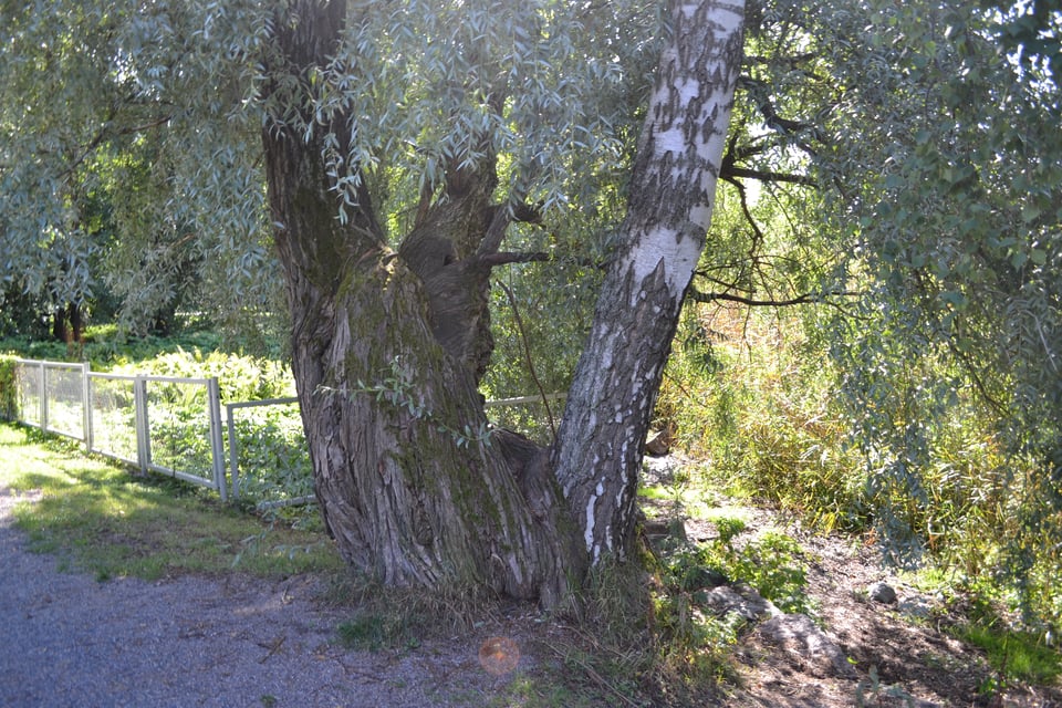 Two trees growing from the same stump. One is a birch, the other is clearly a different species.
