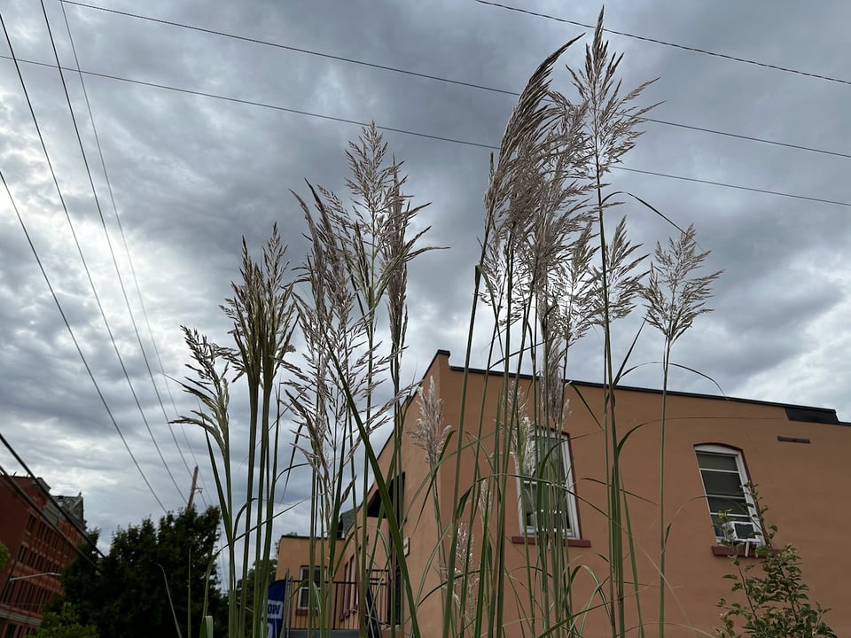 Some flowers outside of The Company.