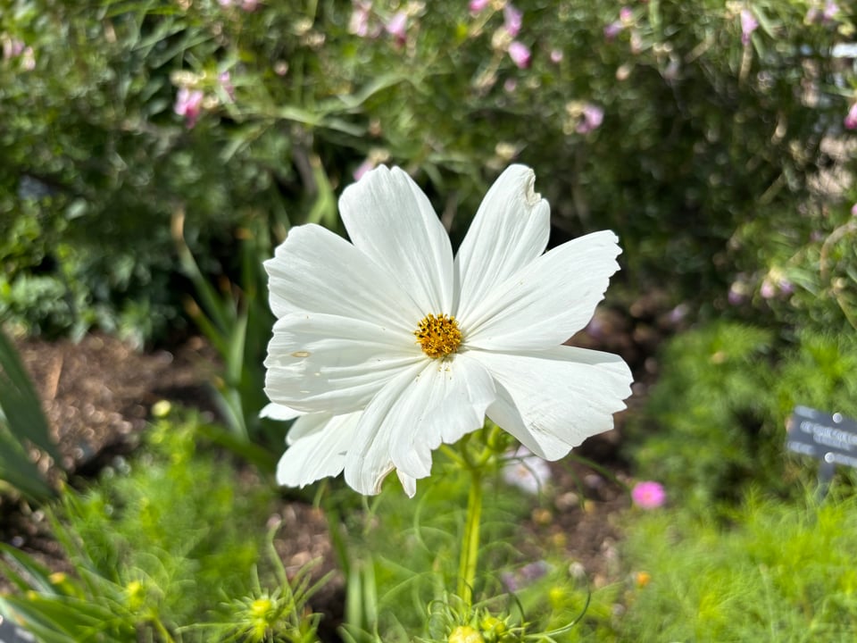 a white cosmos flower
