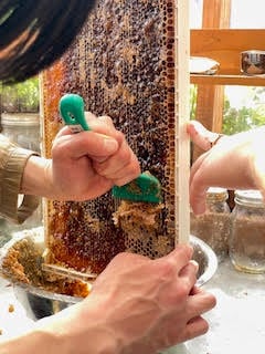 I'm Your Homesteading Honeygirl