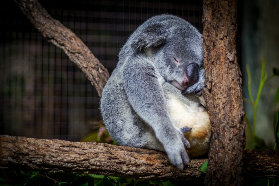 A koala sleeps with its head pressed against a tree trunk. Photo by Cris Saur on Unsplash.