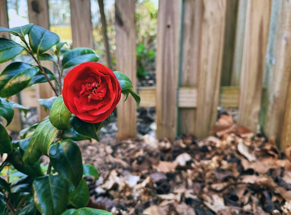 a perfect red camellia flower