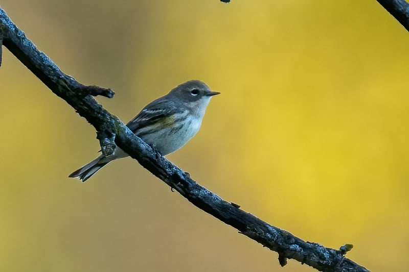 A Yellow-rumped Warbler pauses in the park during a fall migration south. / Photo by Earl Bye