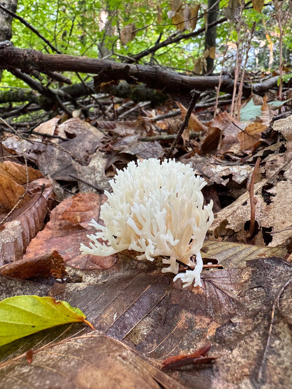 A clump of white coral mushroom surrounded by fallen leaves.