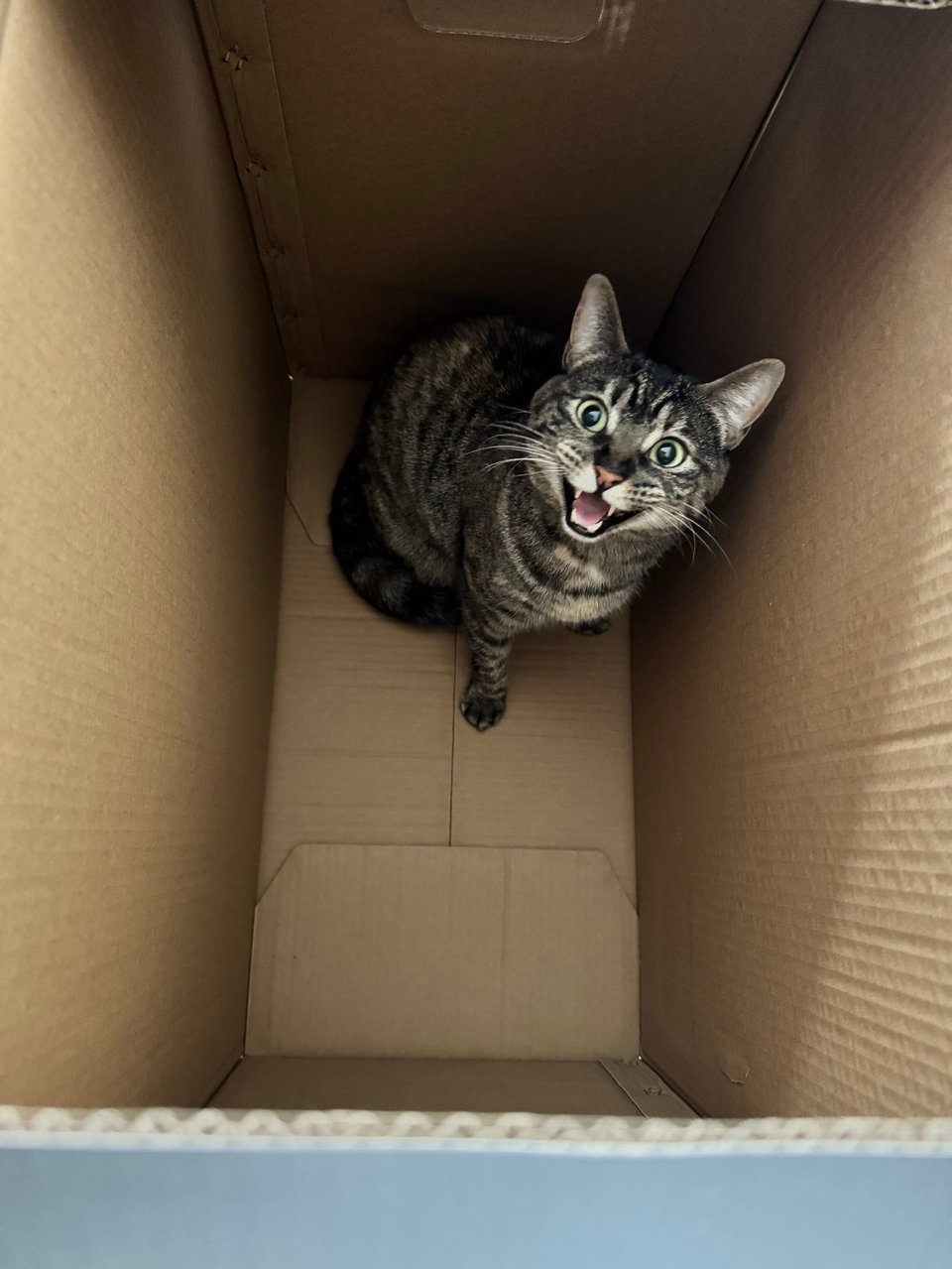 Strata the torbie cat in a deep cardboard box, looking up at Riley and meowing.