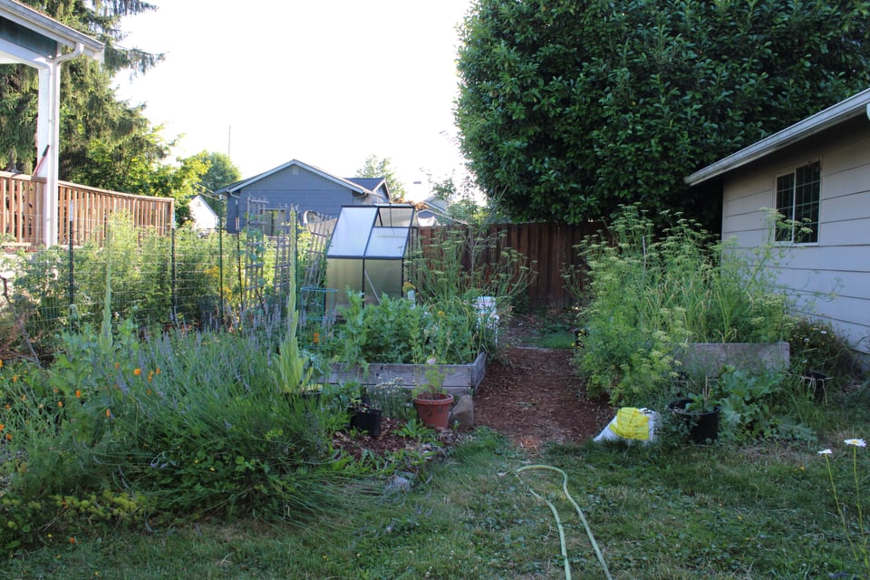a wild garden with raised beds & mulch pathways, small greenhouse in the background.