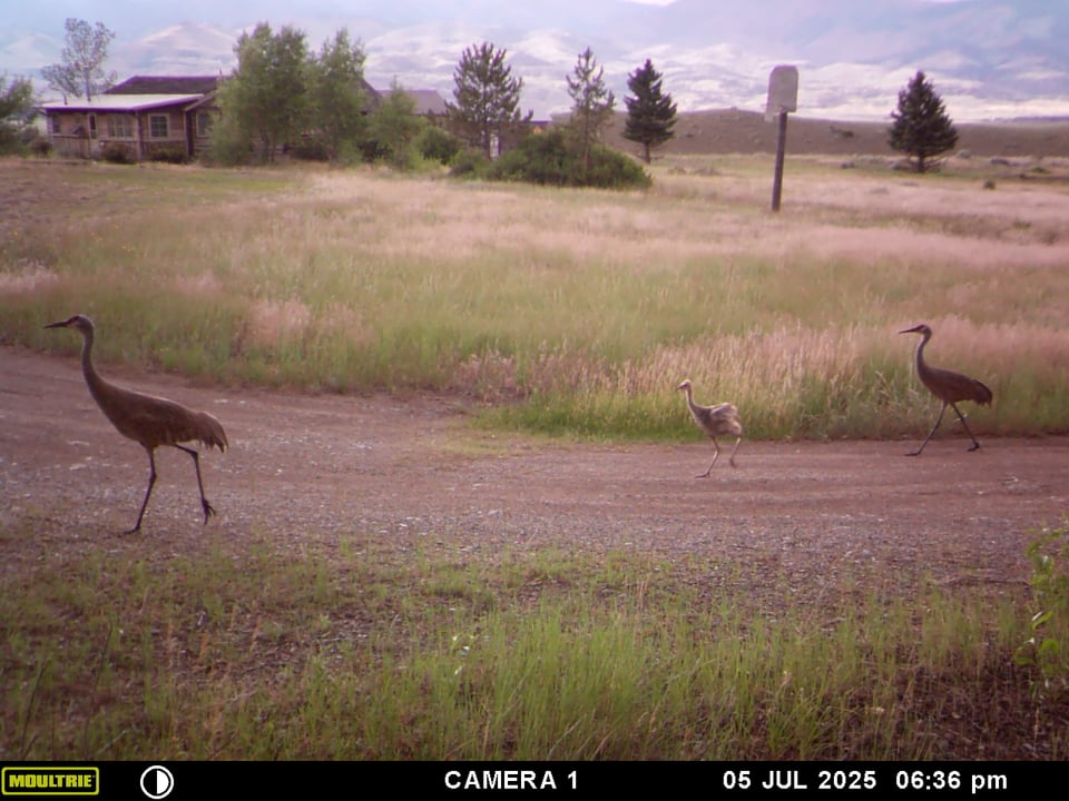 Two adult Sandhill cranes with a juvenile between them, on the driveway. Our cabin and the basketball hoop in the background.